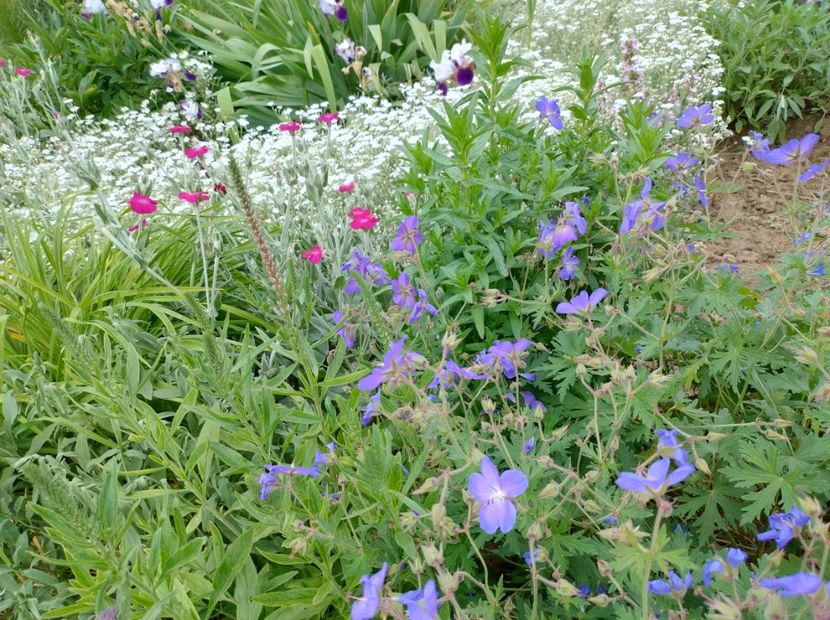  - Flori de gradină-2024