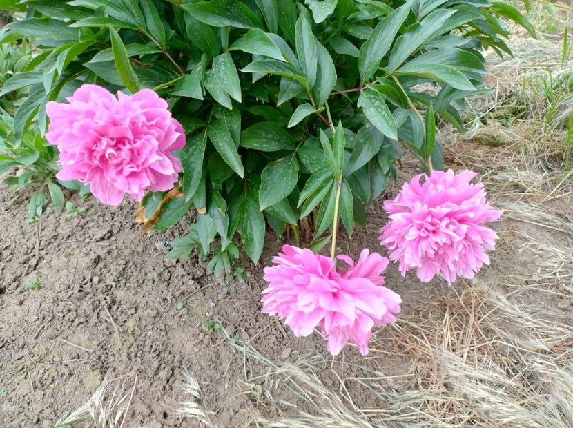  - Flori de gradină-2024