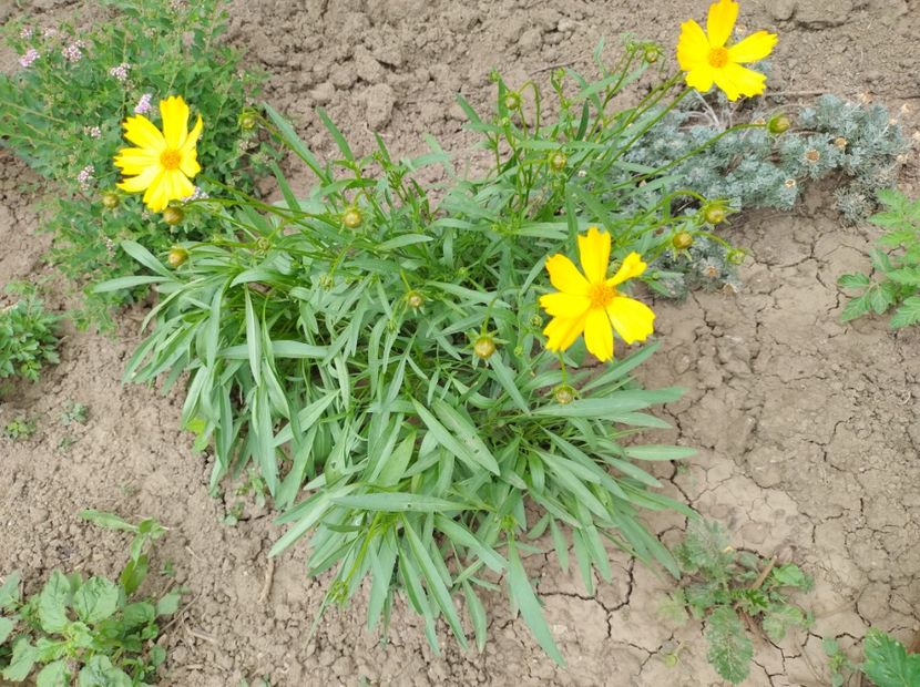  - Flori de gradină-2024