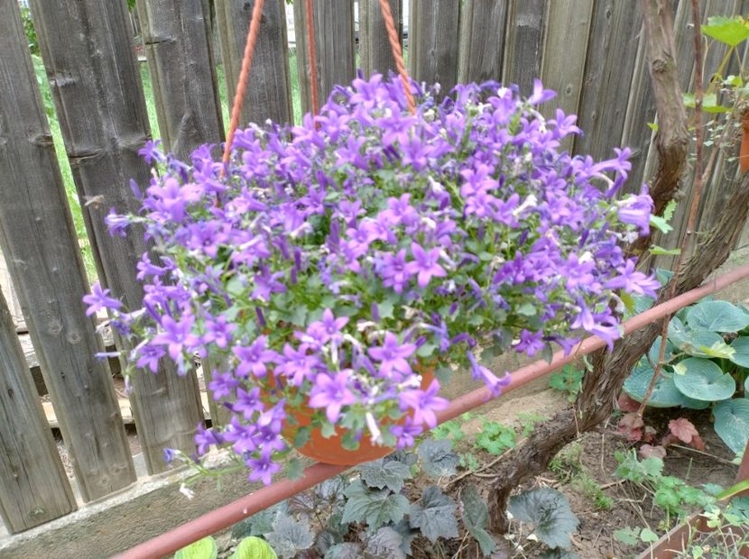  - Flori de gradină-2024