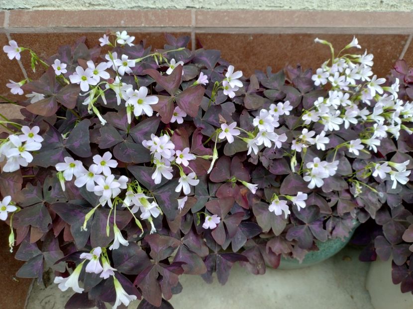  - Flori de gradină-2024