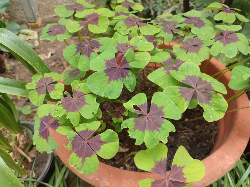  - Flori de gradină-2024