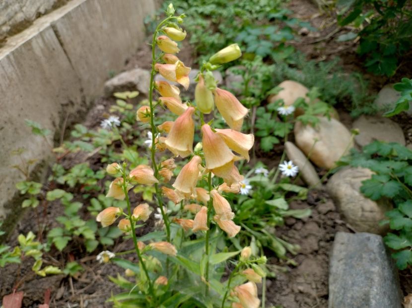  - Flori de gradină-2024