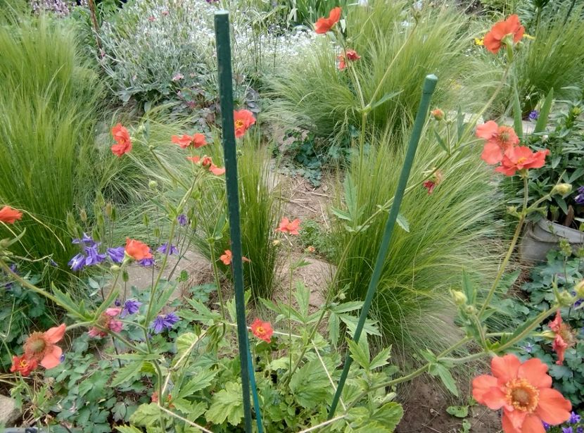  - Flori de gradină-2024