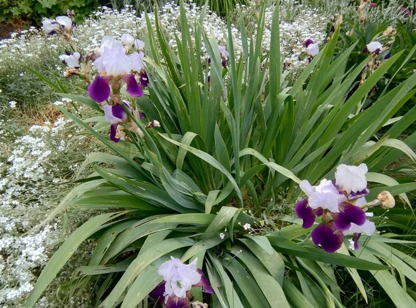  - Flori de gradină-2024