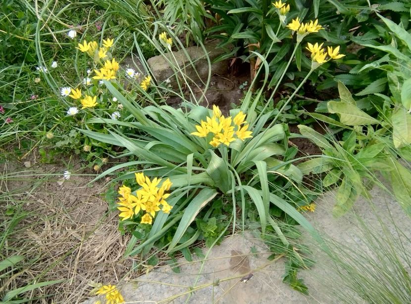  - Flori de gradină-2024