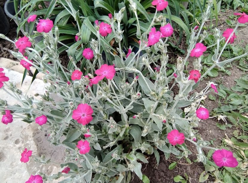  - Flori de gradină-2024