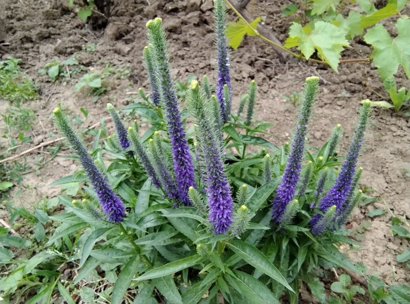  - Flori de gradină-2024