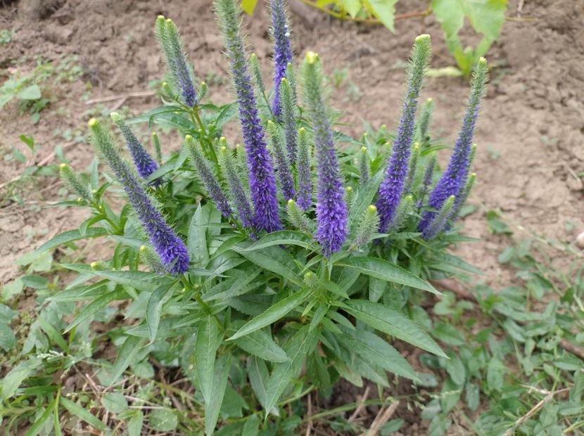  - Flori de gradină-2024