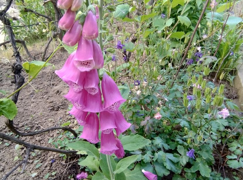  - Flori de gradină-2024