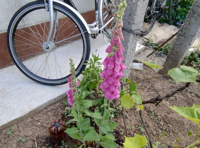  - Flori de gradină-2024