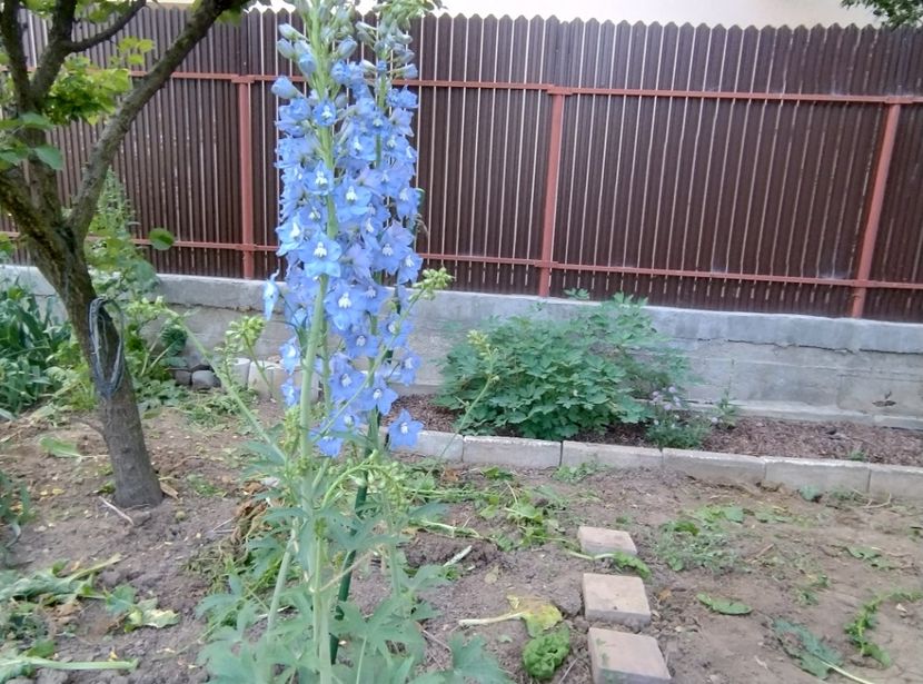  - Flori de gradină-2024