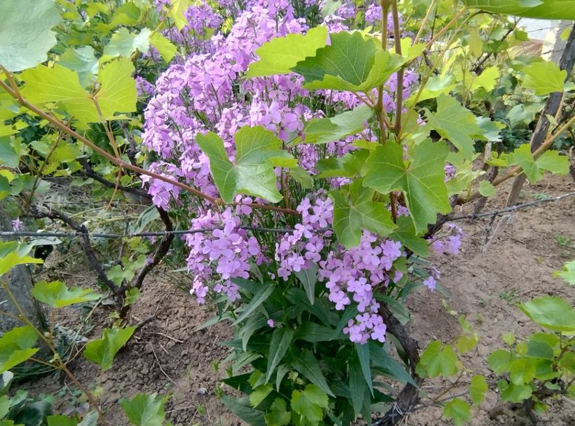  - Flori de gradină-2024