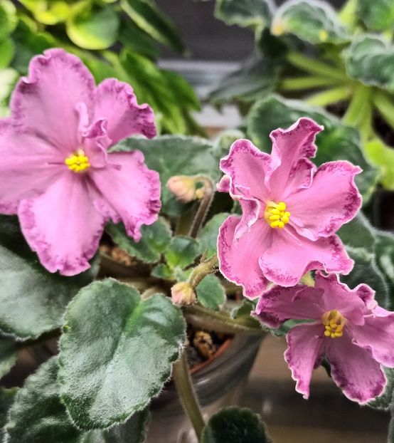  - AV - Mexikanskiy Tushkan