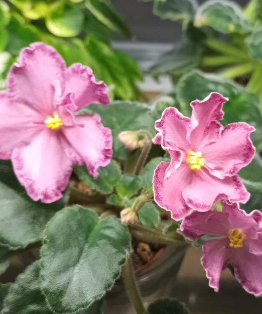  - AV - Mexikanskiy Tushkan