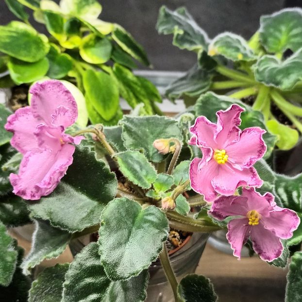  - AV - Mexikanskiy Tushkan