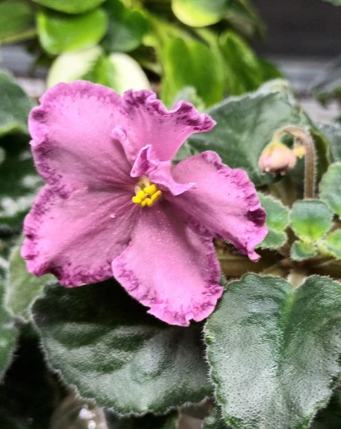  - AV - Mexikanskiy Tushkan