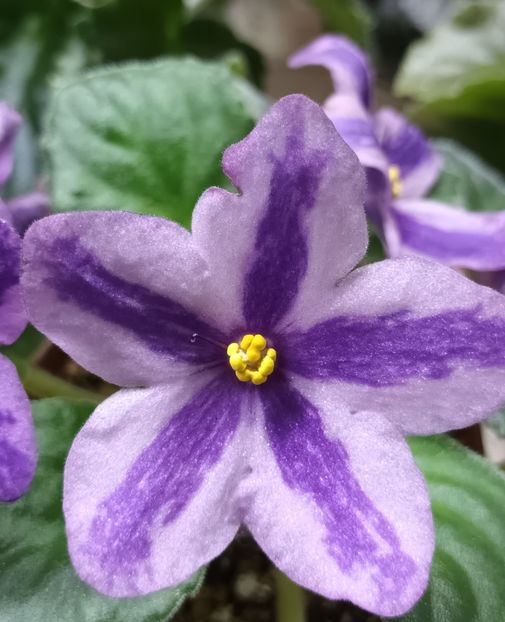 DS- Lavandovaya Skazka  chimera - PORTRETE