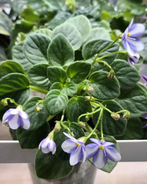  - Pony Ride trailer chimera