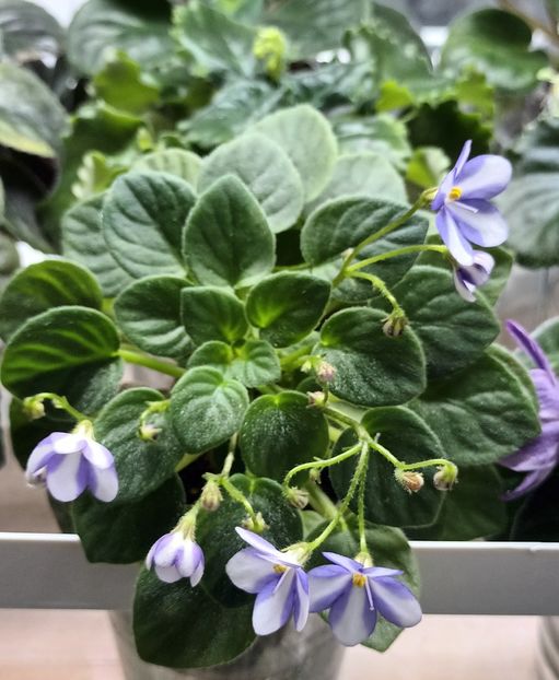  - Pony Ride trailer chimera