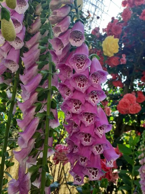  - 0 Digitalis