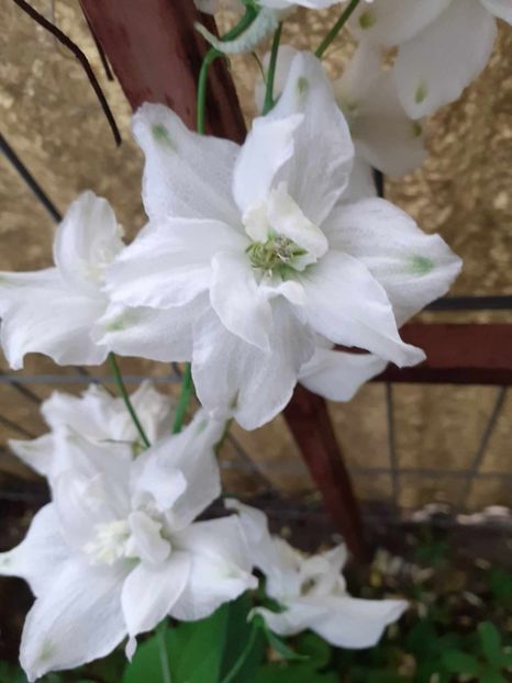  - 0 Delphinium cultorum -poze preluate