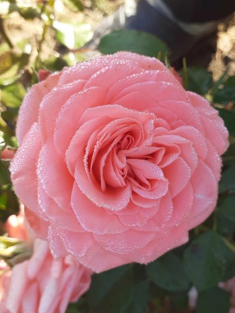  - Schockenborg Poulsen -floribunda