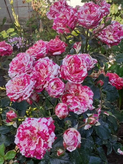  - Abracadabra floribunda Kordes 2018-2019