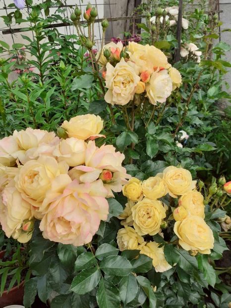  - Lampion floribunda Tantau 2018-2019