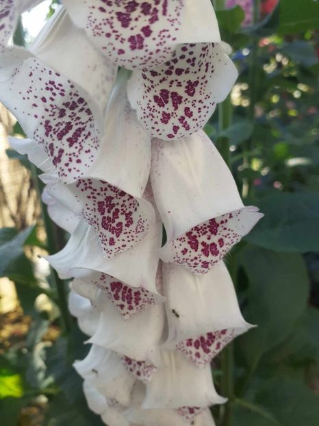  - 0 Digitalis