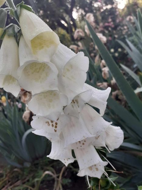 ce primesti  cand faci comanda... - 0 Digitalis