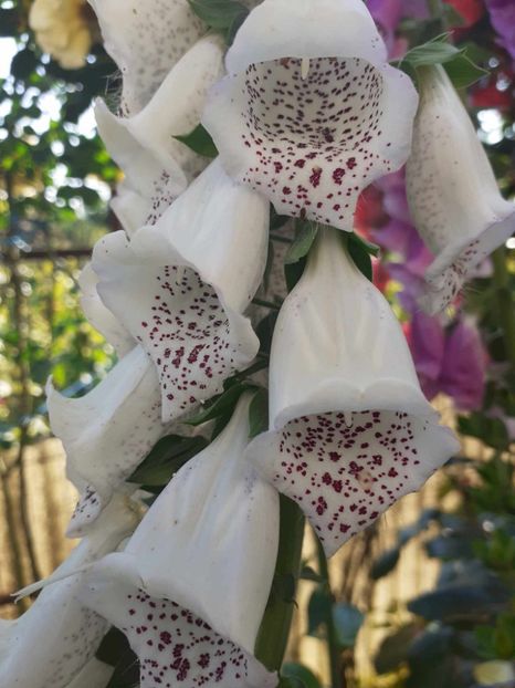  - 0 Digitalis