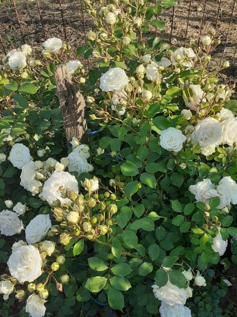  - Schekusschen floribunda-Kordes