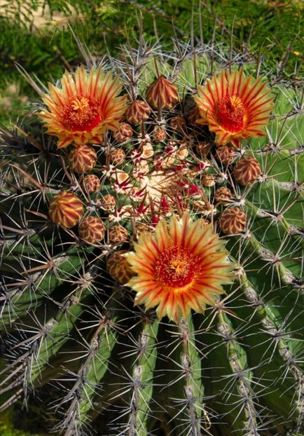  - Ferocactus Townsendianus