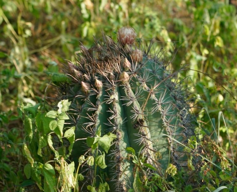  - Ferocactus Townsendianus