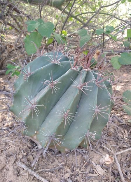  - Ferocactus Townsendianus