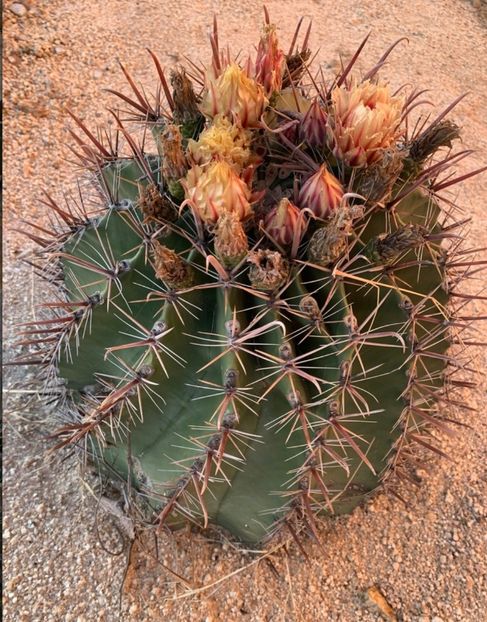  - Ferocactus Townsendianus