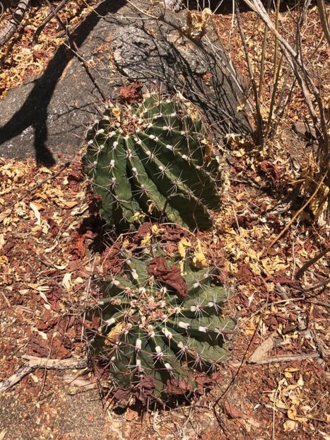 - Ferocactus Townsendianus