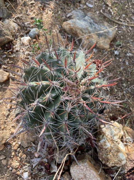  - Ferocactus Townsendianus