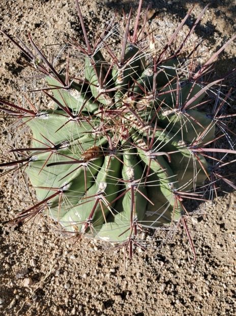  - Ferocactus Townsendianus
