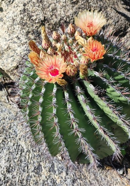  - Ferocactus Townsendianus