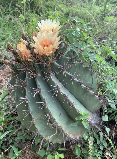  - Ferocactus Townsendianus