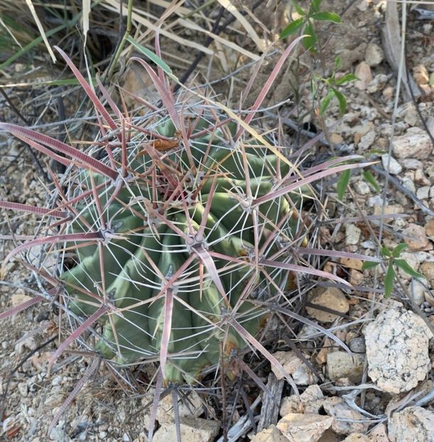  - Ferocactus Townsendianus