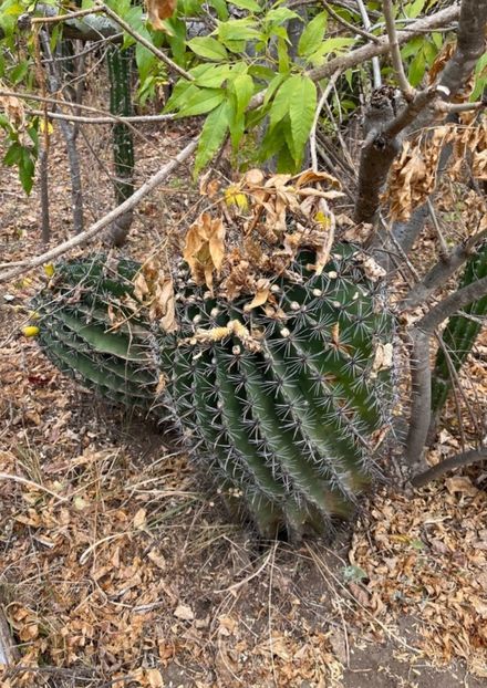  - Ferocactus Townsendianus