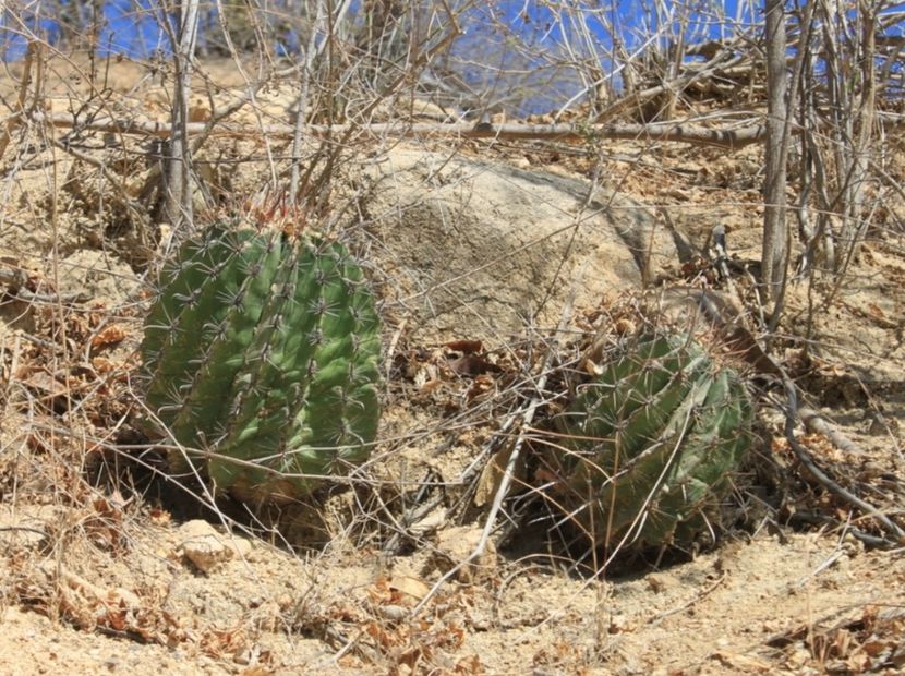  - Ferocactus Townsendianus
