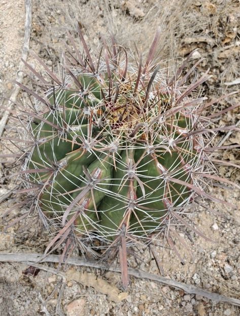  - Ferocactus Townsendianus