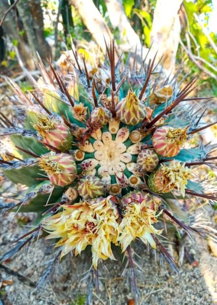  - Ferocactus Townsendianus