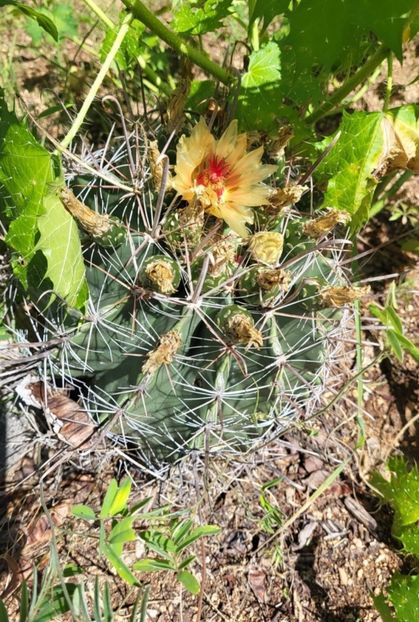  - Ferocactus Townsendianus