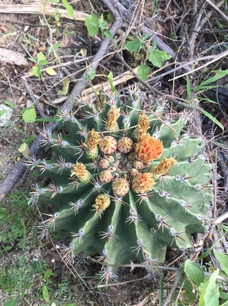  - Ferocactus Townsendianus
