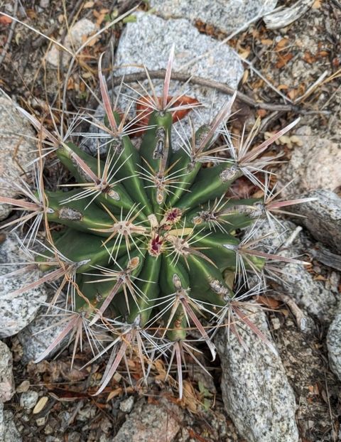  - Ferocactus Townsendianus